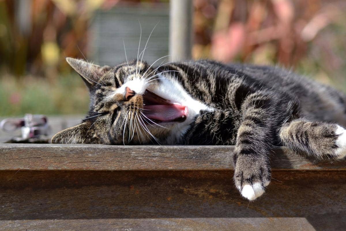 Kucing