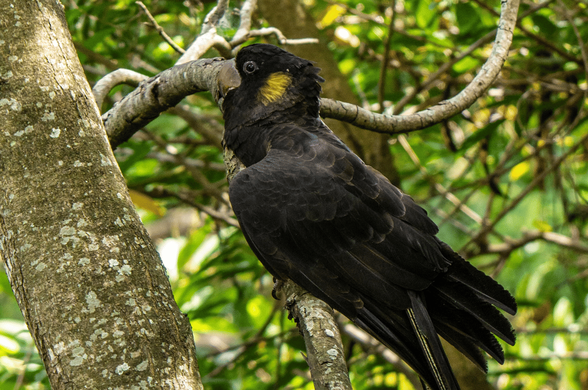 kakatua hitam ekor kuning