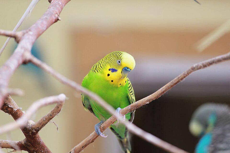 Burung Melopsittacus undulatus