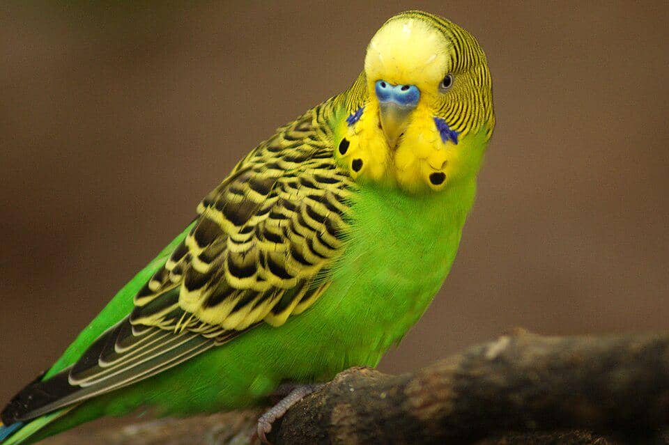 Burung Melopsittacus undulatus