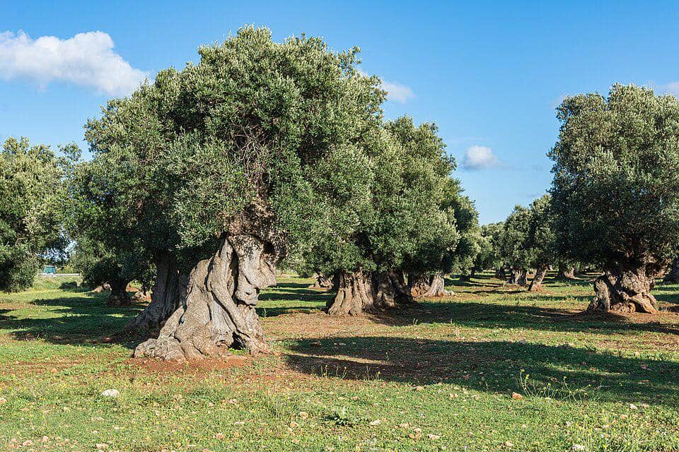 Kebun Zaitun di Ostuni