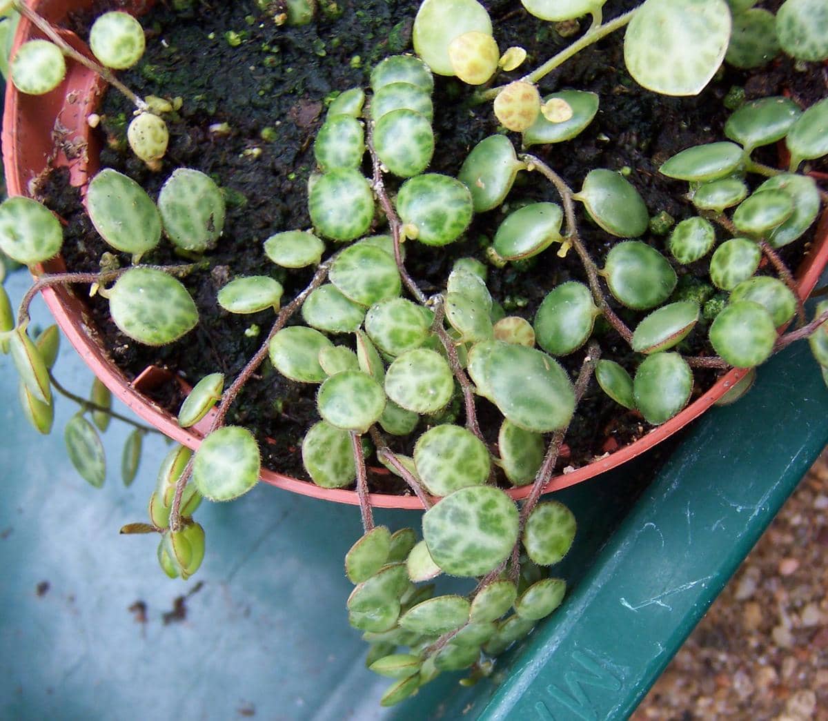 ilustrasi peperomia prostrata
