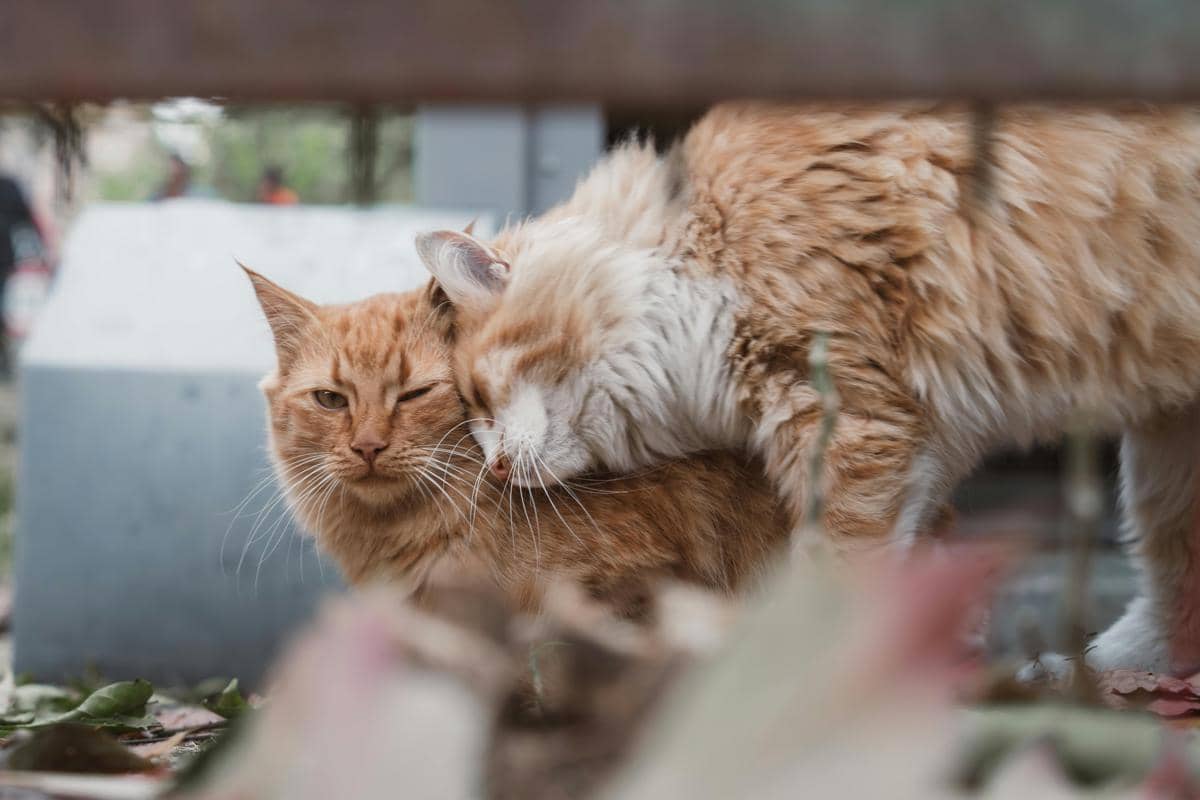 Kucing gigit leher