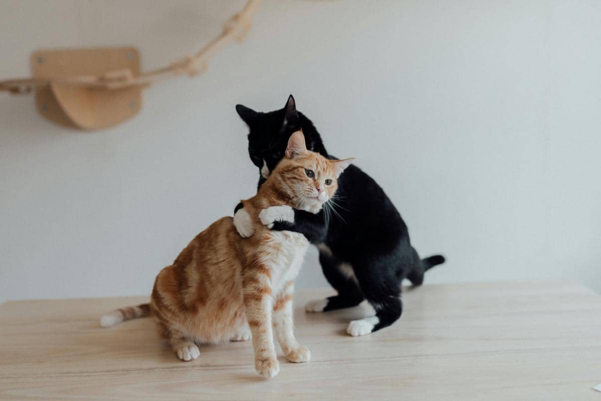 Kucing gigit leher