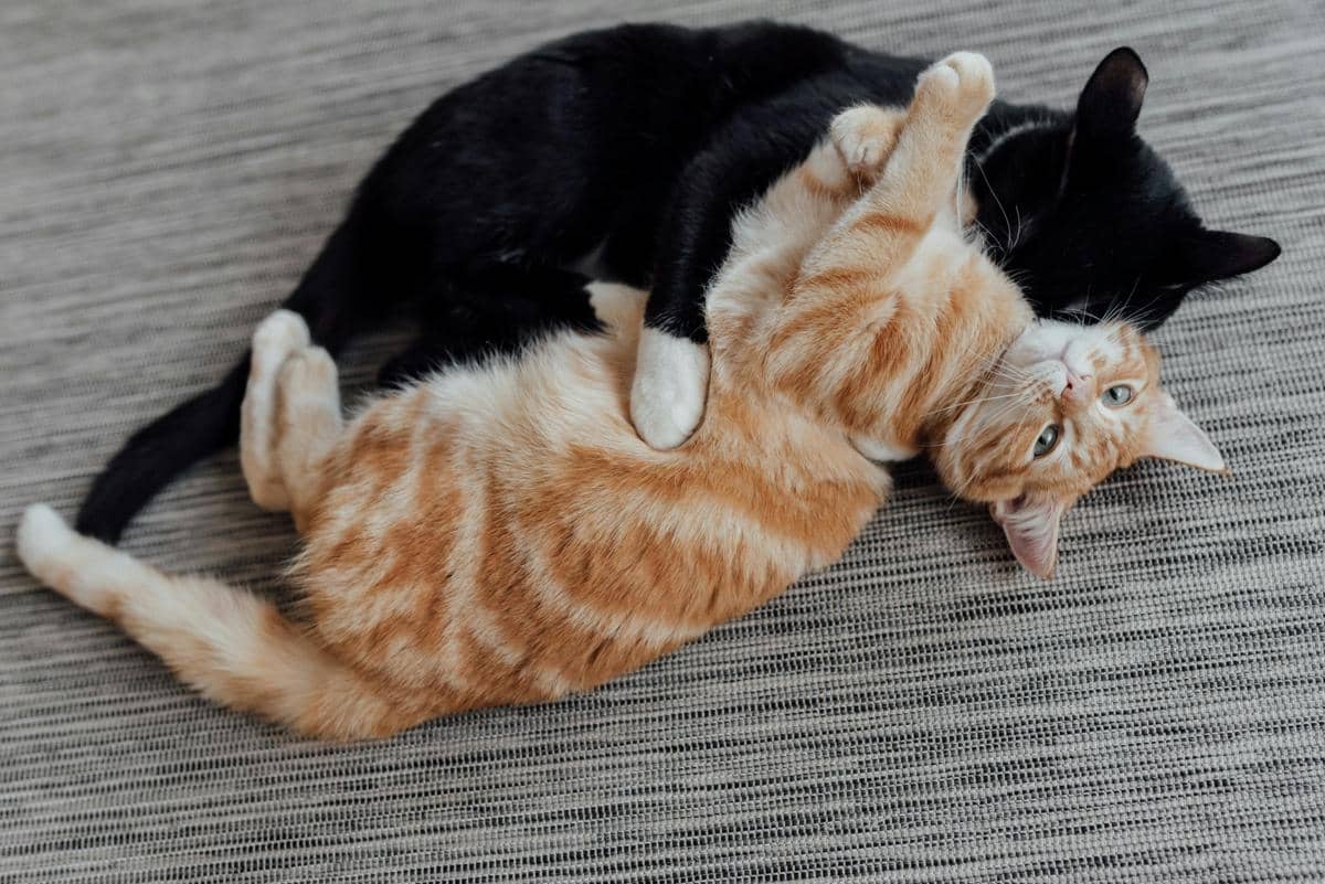 5 Alasan Kenapa Kucing Saling Menggigit Leher, Normal atau Berbahaya?