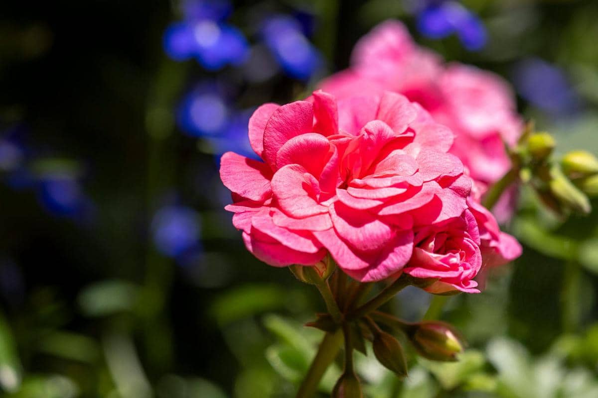 tanaman geranium 