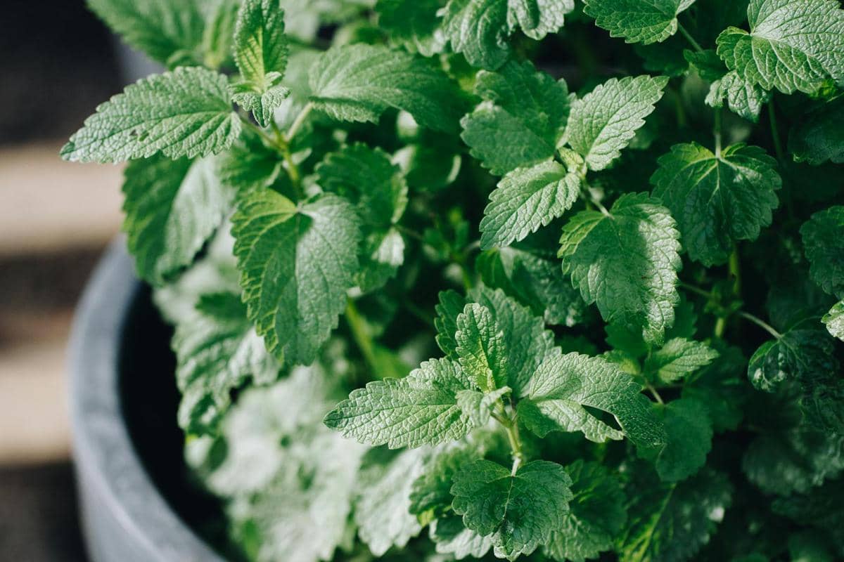 tanaman lemon balm