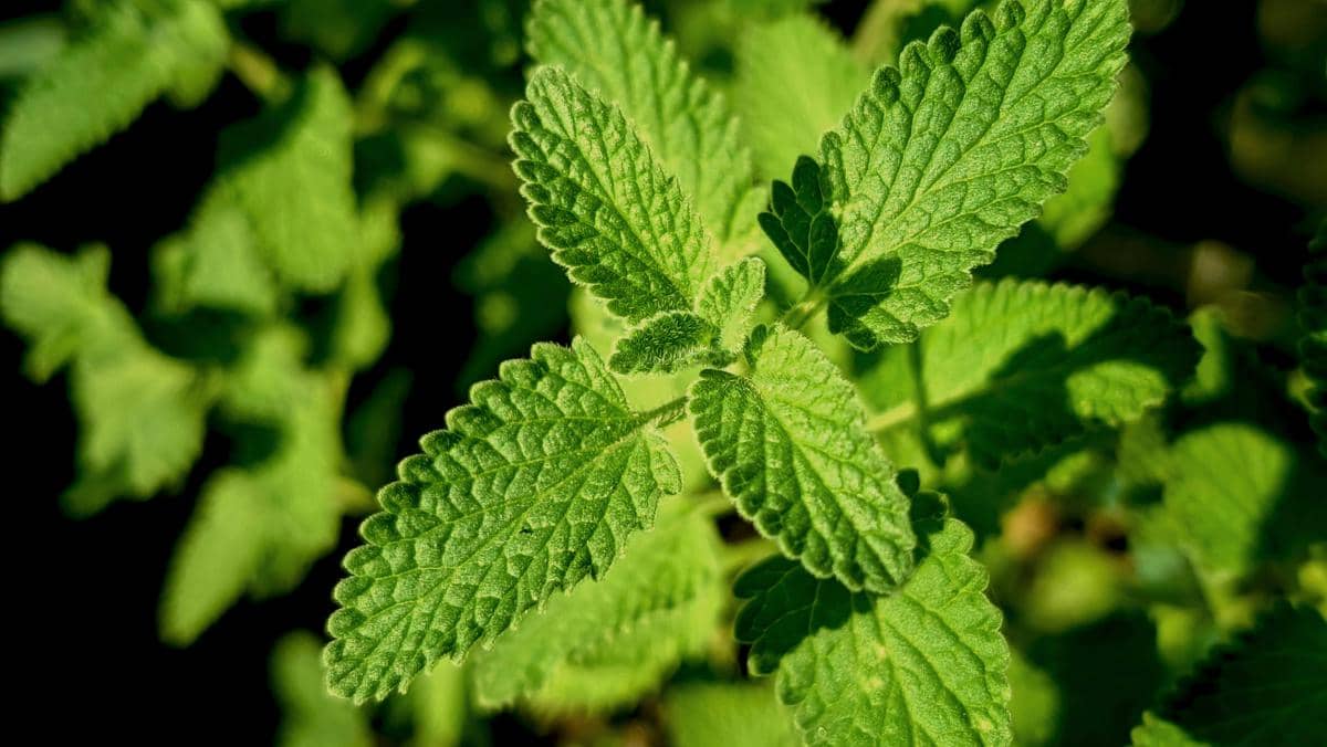 Catnip