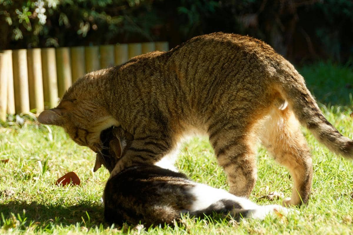 Kucing gigit leher