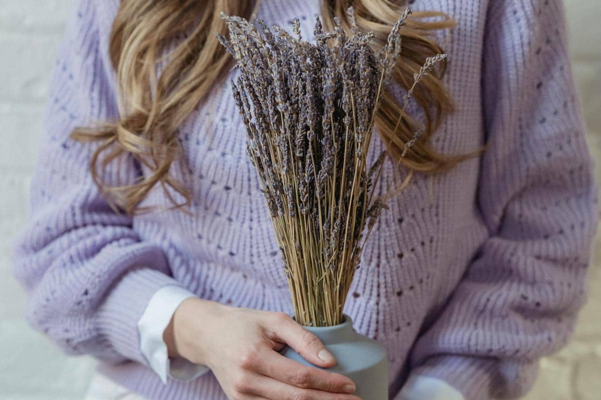 tanaman lavender