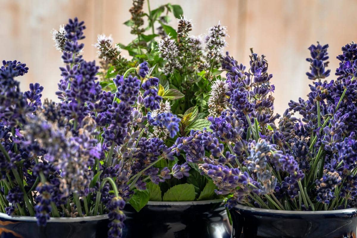 5 Jenis Tanaman Beraroma Harum yang Bikin Ruang Tamu Semerbak