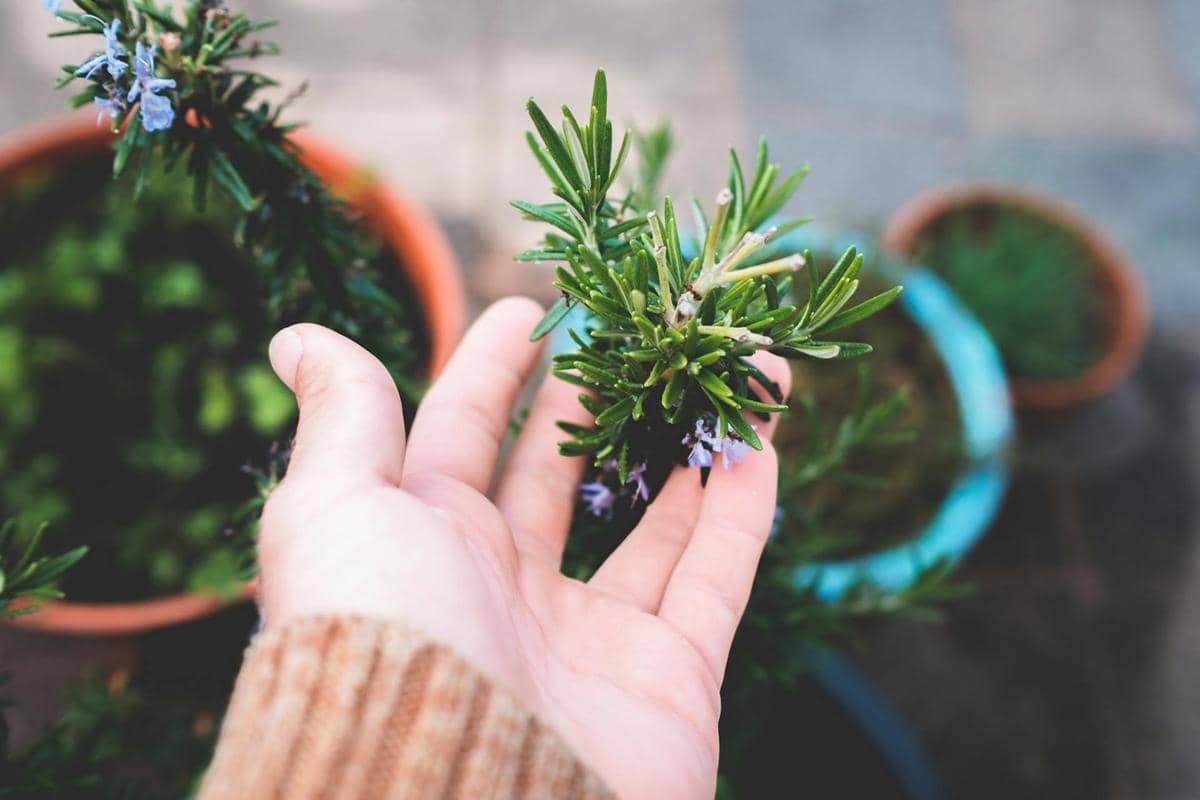 Tangan memegang ranting tanaman rosemary dengan bunga ungu kecil di pot taman yang berwarna-warni.