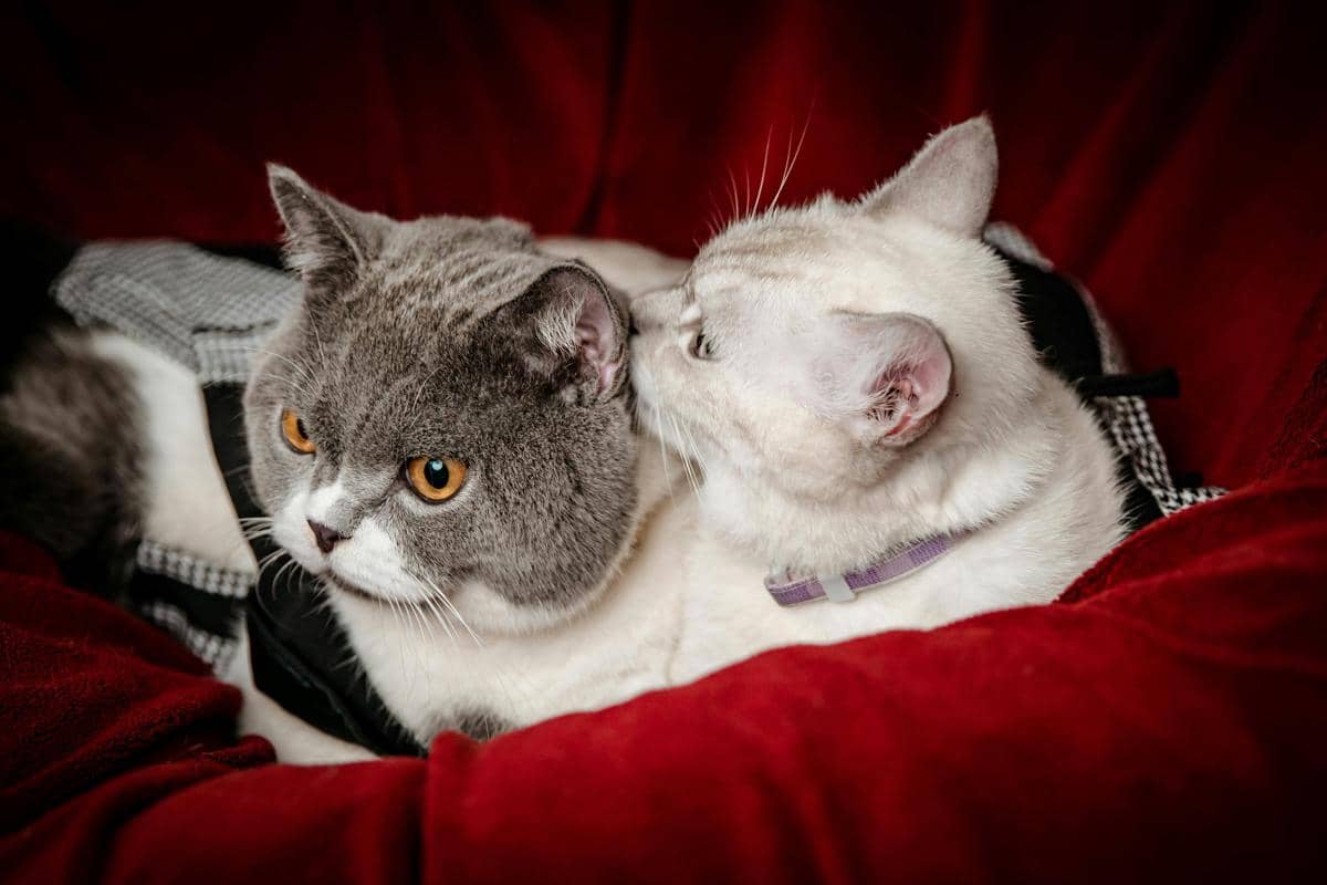 Kucing gigit leher
