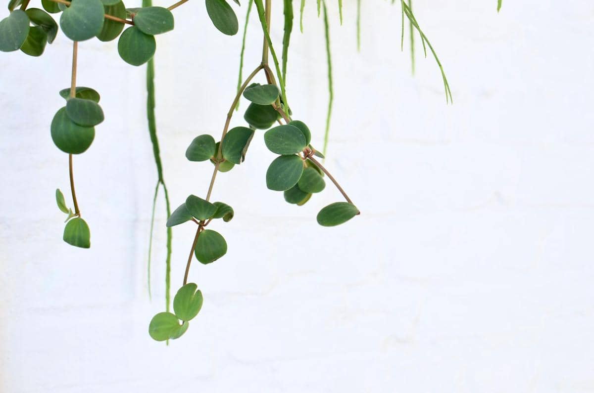 ilustrasi peperomia hope