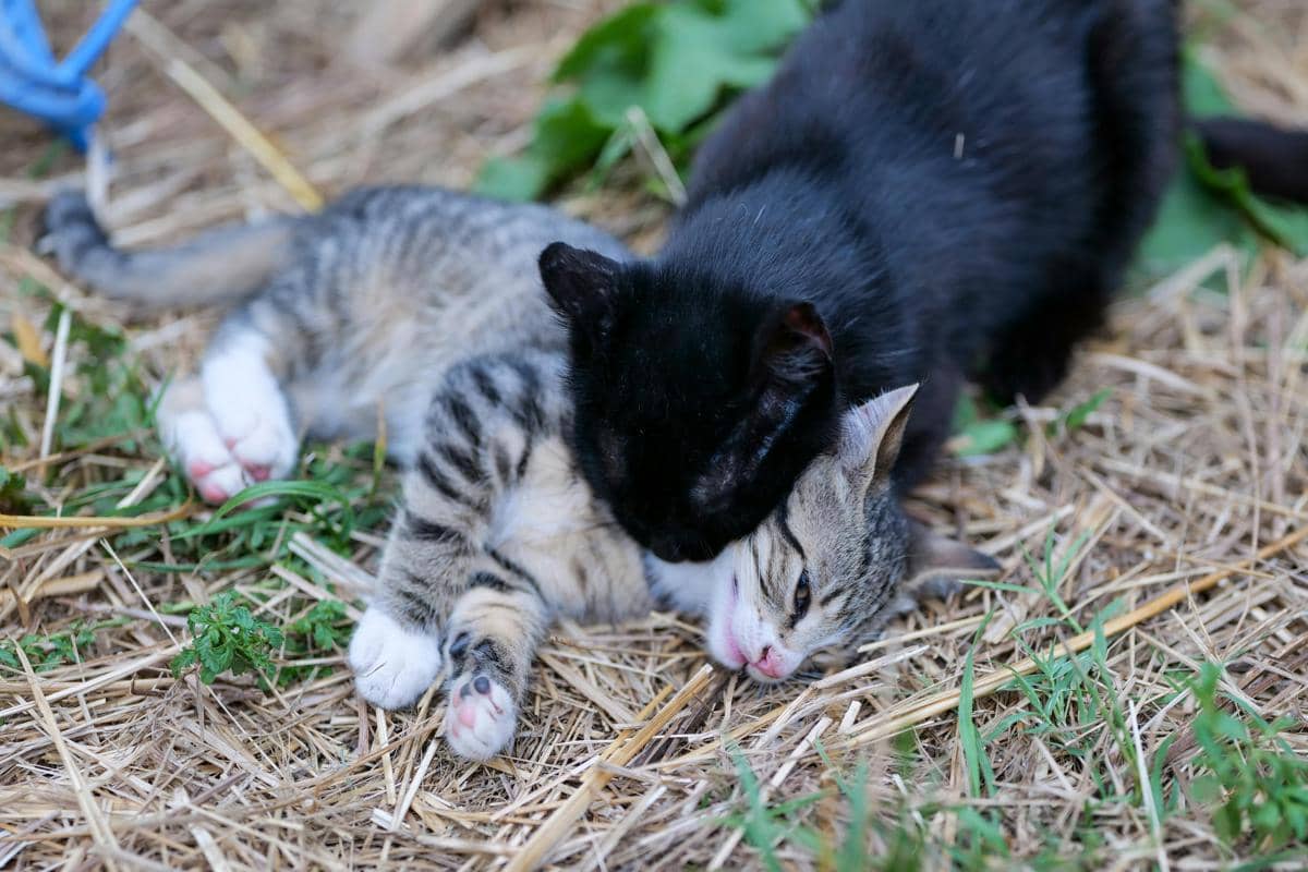 Kucing gigit leher