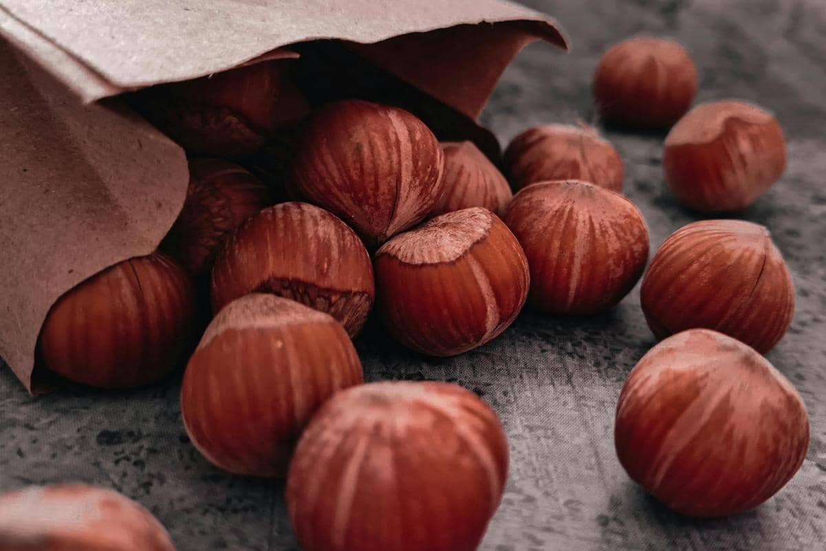ilustrasi hazelnut