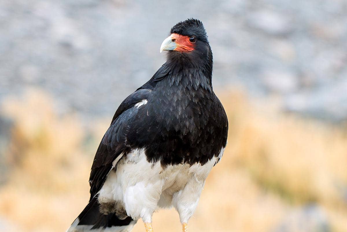 5 Fakta Karakara Gunung, Burung Pemangsa Aneh dari Pegunungan Andes