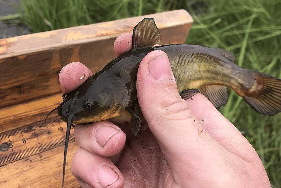 5 Fakta Menarik Lele Bullhead Hitam, Spesies Endemik Amerika