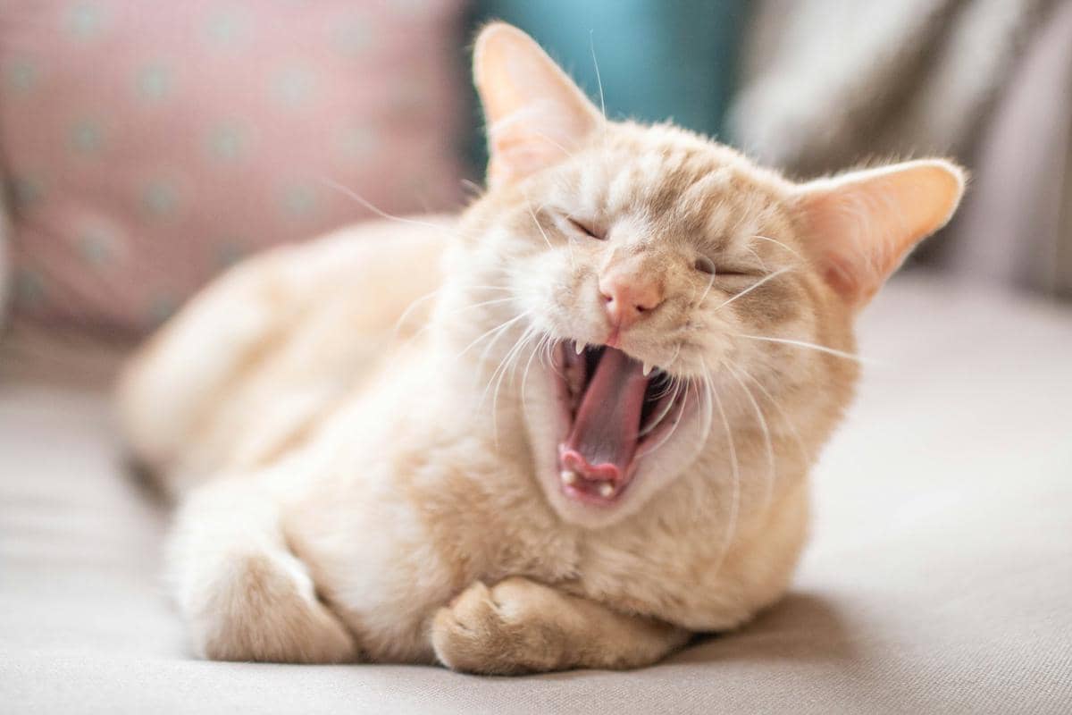 6 Alasan Kucing Bersin Terus yang Bisa Jadi Tanda Bahaya