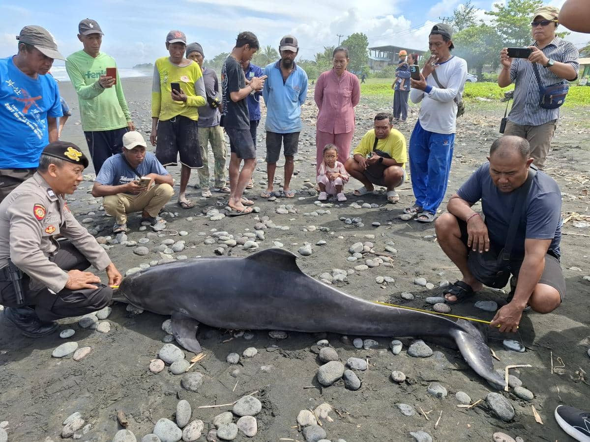 Lumba-Lumba Mati Terdampar di Pantai Yeh Sumbul Jembrana