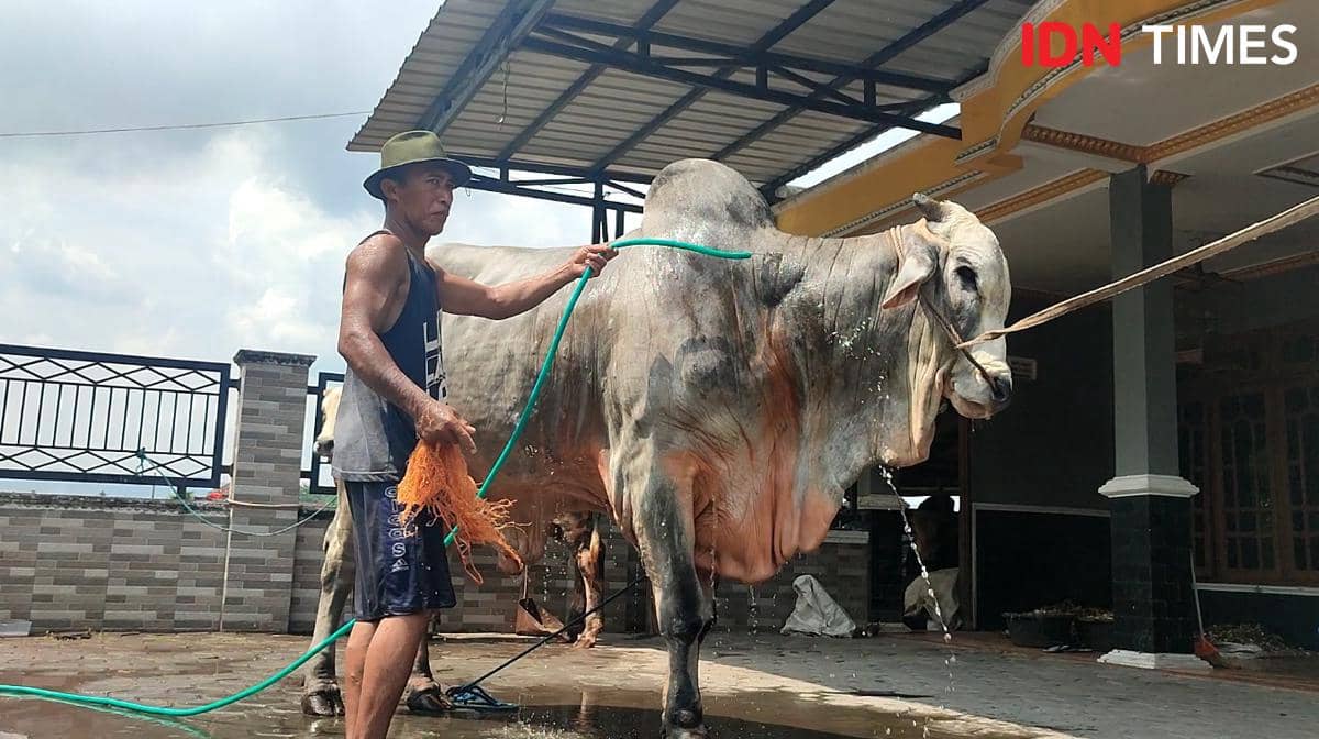 Ini Sapi Kurban dari Bantul yang Dibeli Presiden Prabowo