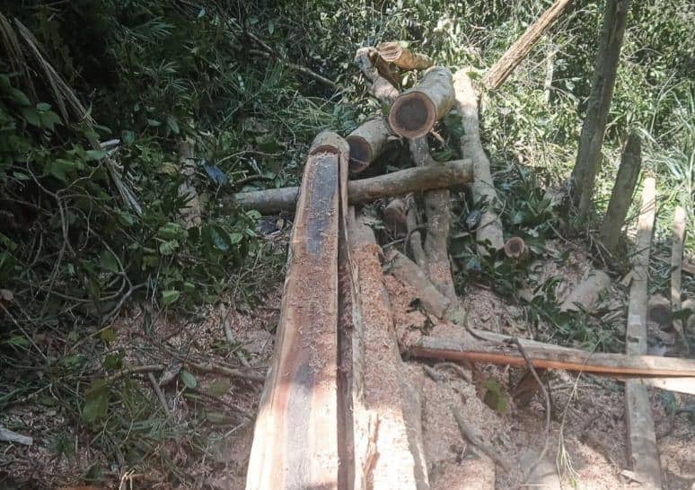 Dugaan pembalakan liar di dalam kawasan Taman Wisata Alam (TWA) Mangolo, Kabupaten Kolaka, Sulawesi Tenggara. Dok. Gakkum Kehutanan