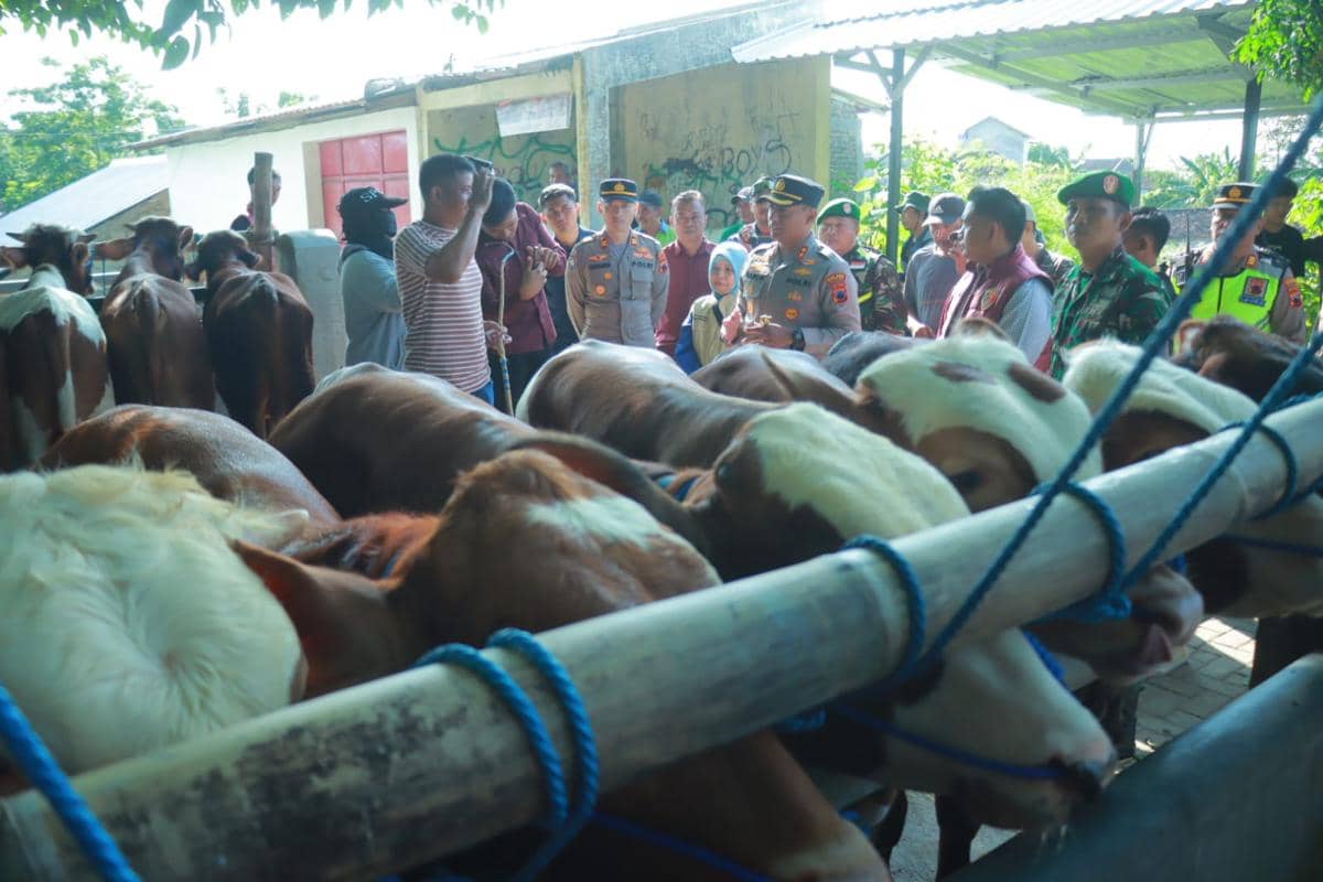 Puskeswan Klaten Ingatkan Warga Cek Fisik Sapi Kurban Sebelum Beli