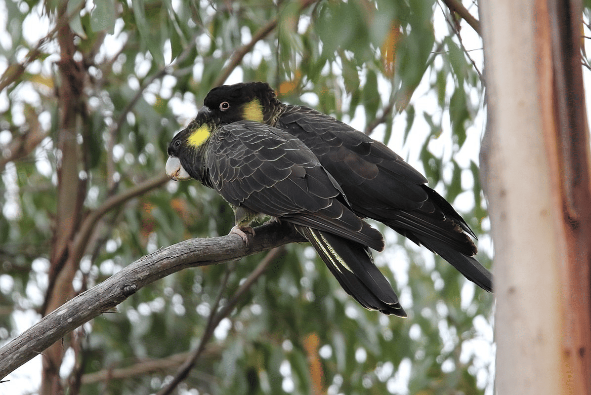 kakatua hitam ekor kuning