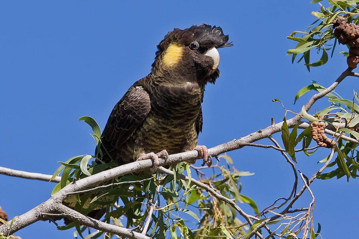 5 Fakta Unik Burung Kakatua Hitam Ekor Kuning, Suaranya Keras