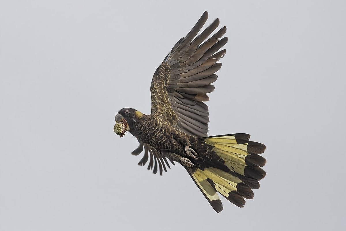 kakatua hitam ekor kuning