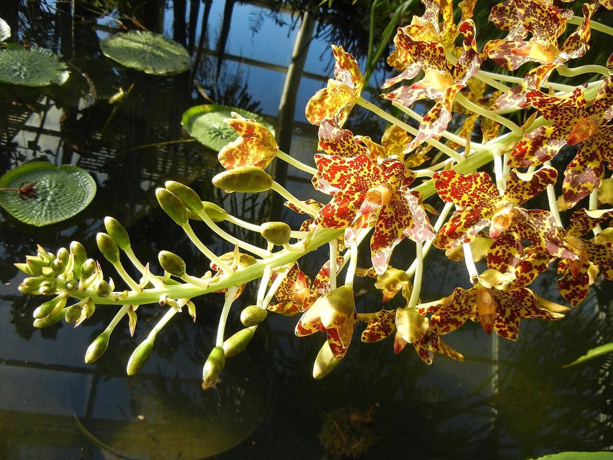 Anggrek Tebu