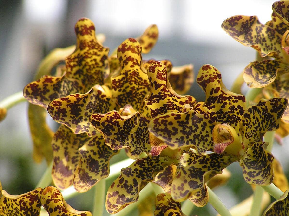 5 Fakta Anggrek Tebu, Memiliki Corak Cantik Mirip Harimau