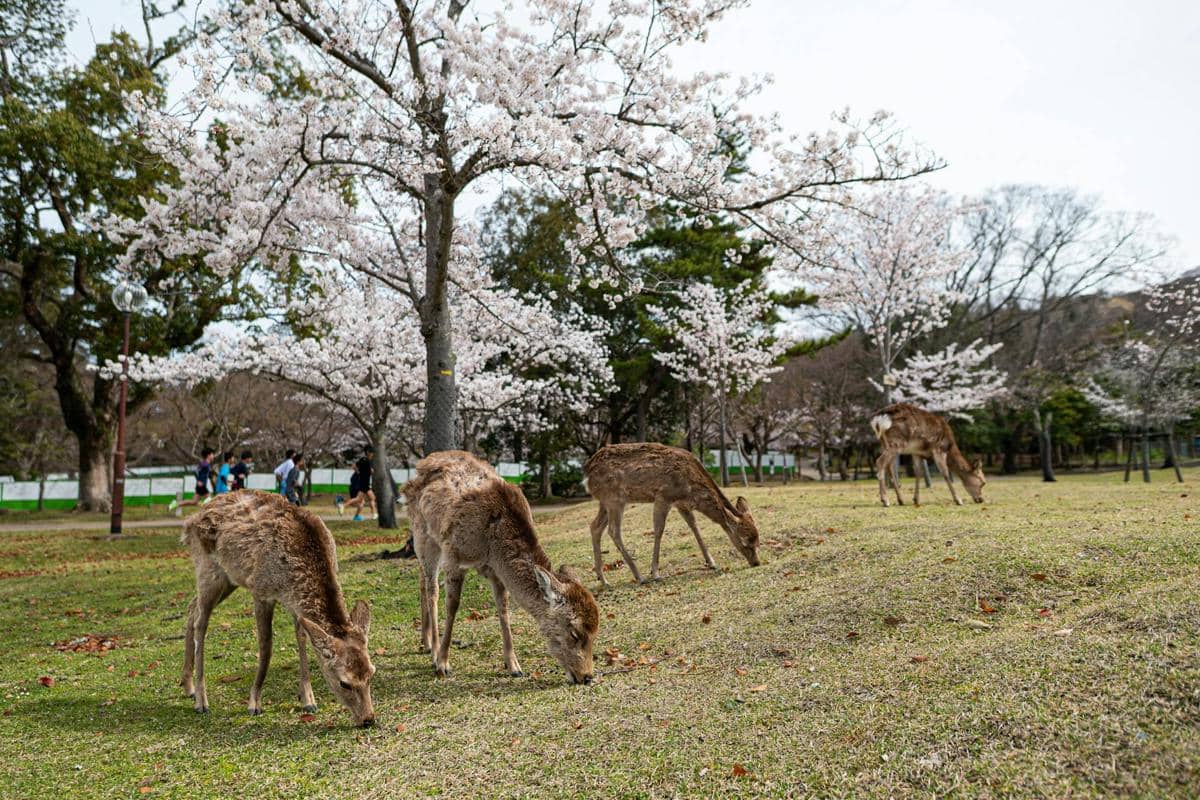 ilustrasi rusa di Nara Park