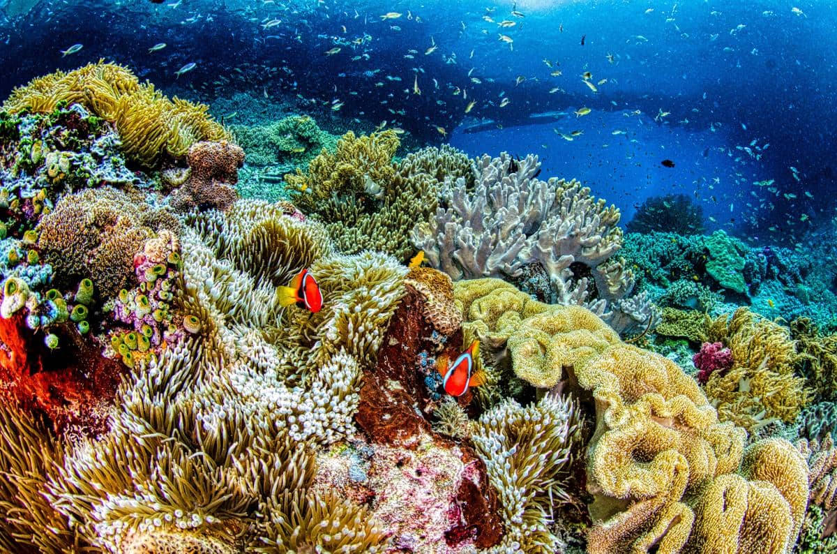 6 Taman Nasional Bawah Laut Indonesia, Surga Dunia yang Bikin Takjub!