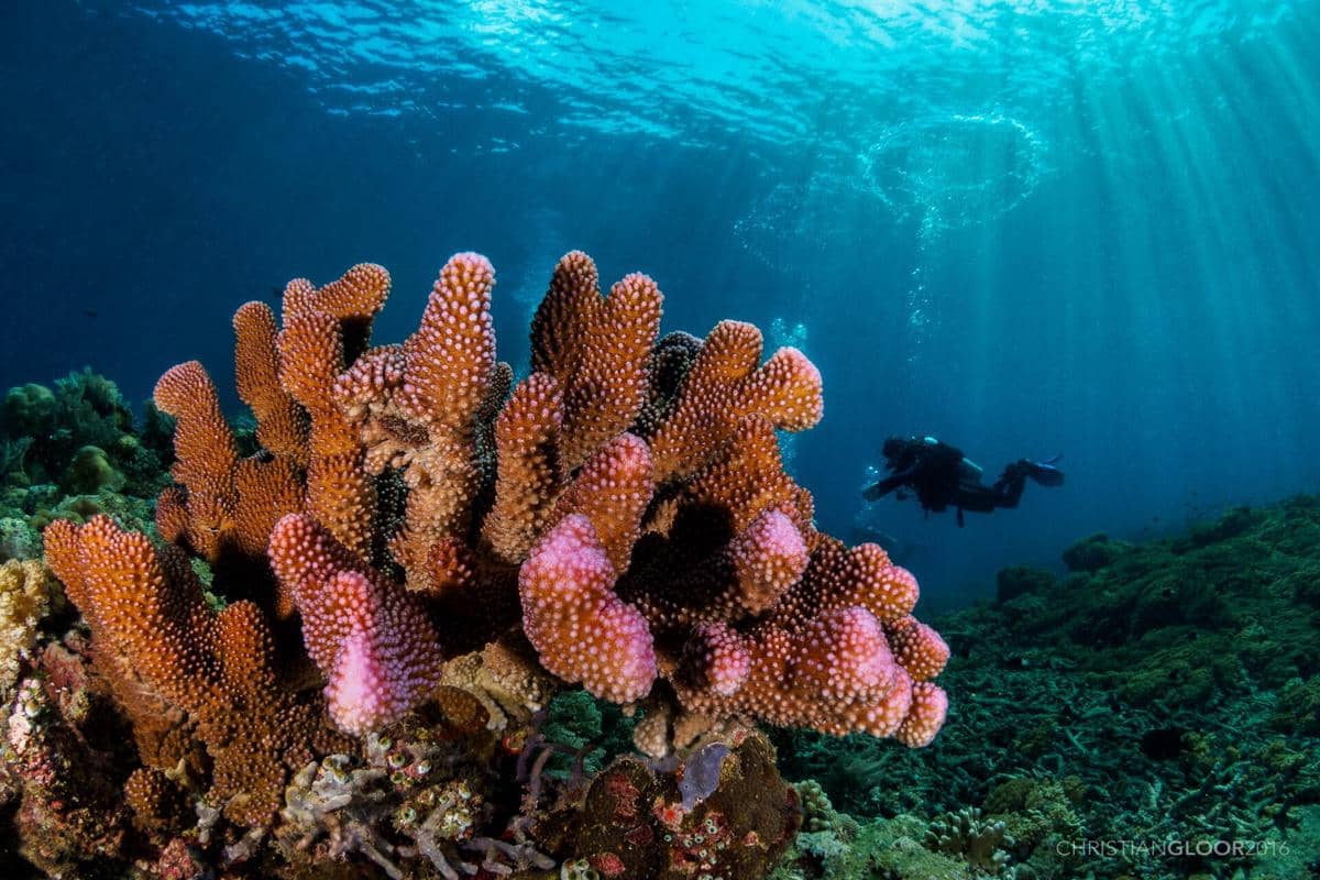 potret taman bawah laut Bunaken