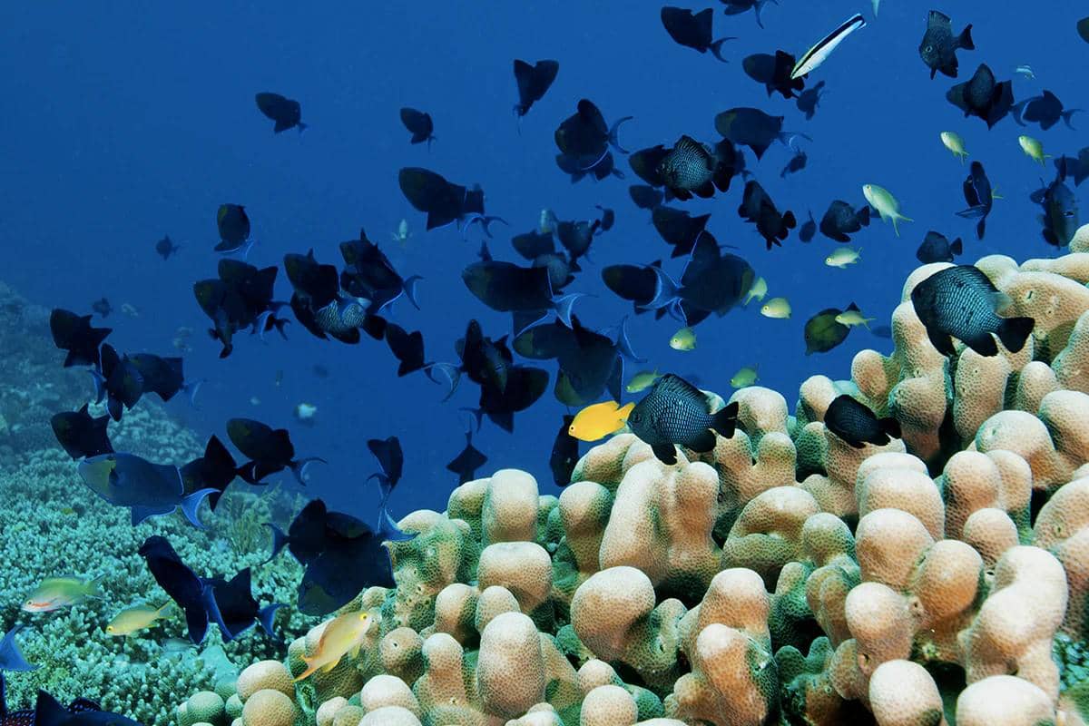 potret taman bawah laut Wakatobi