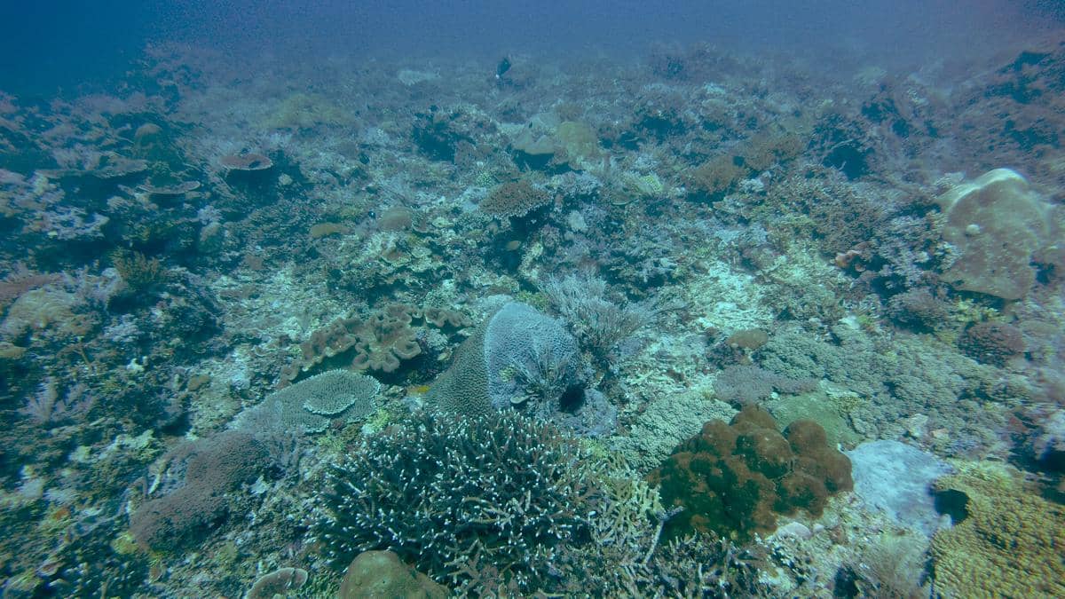 potret taman bawah laut pulau Komodo