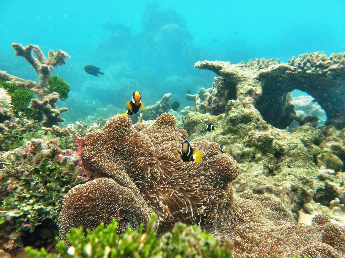 potret taman bawah laut Karimunjawa