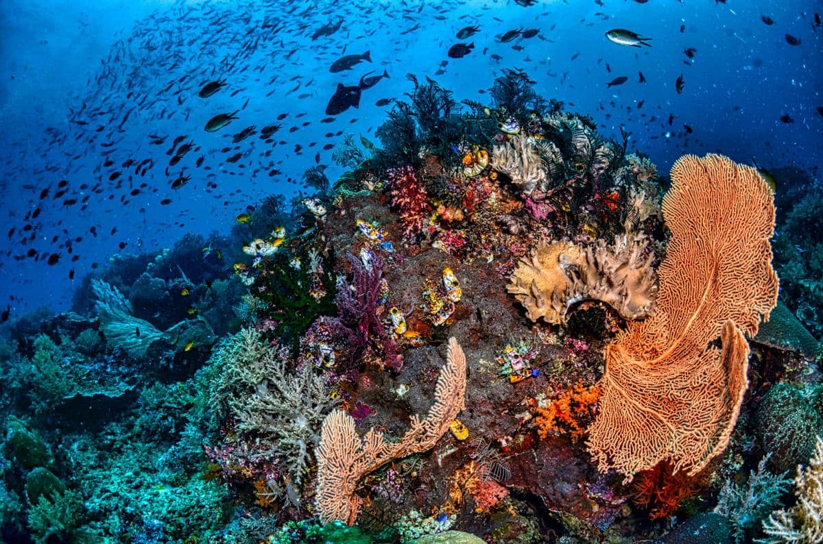 potret taman bawah laut Teluk Cenderawasih