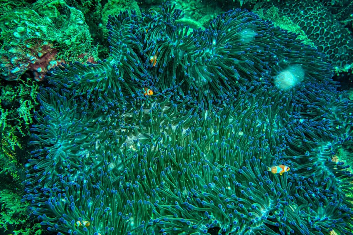 potret taman bawah laut Kepulauan Seribu