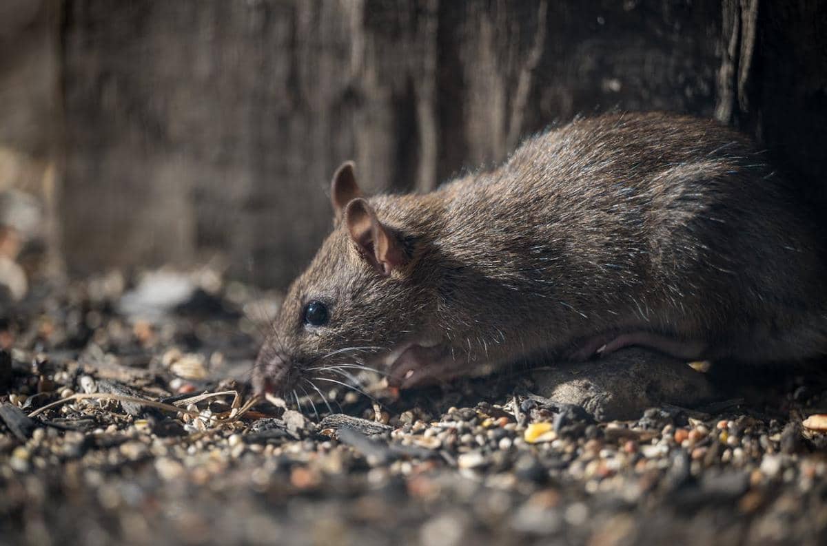Apakah Hantavirus Bisa Menular dari Manusia ke Manusia?
