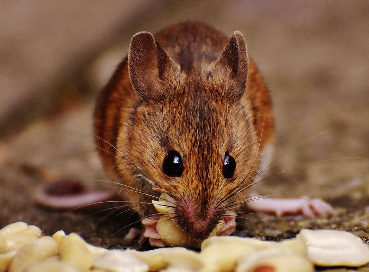 ilustrasi cara penularan hantavirus