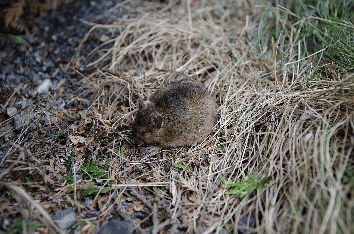 tikus got