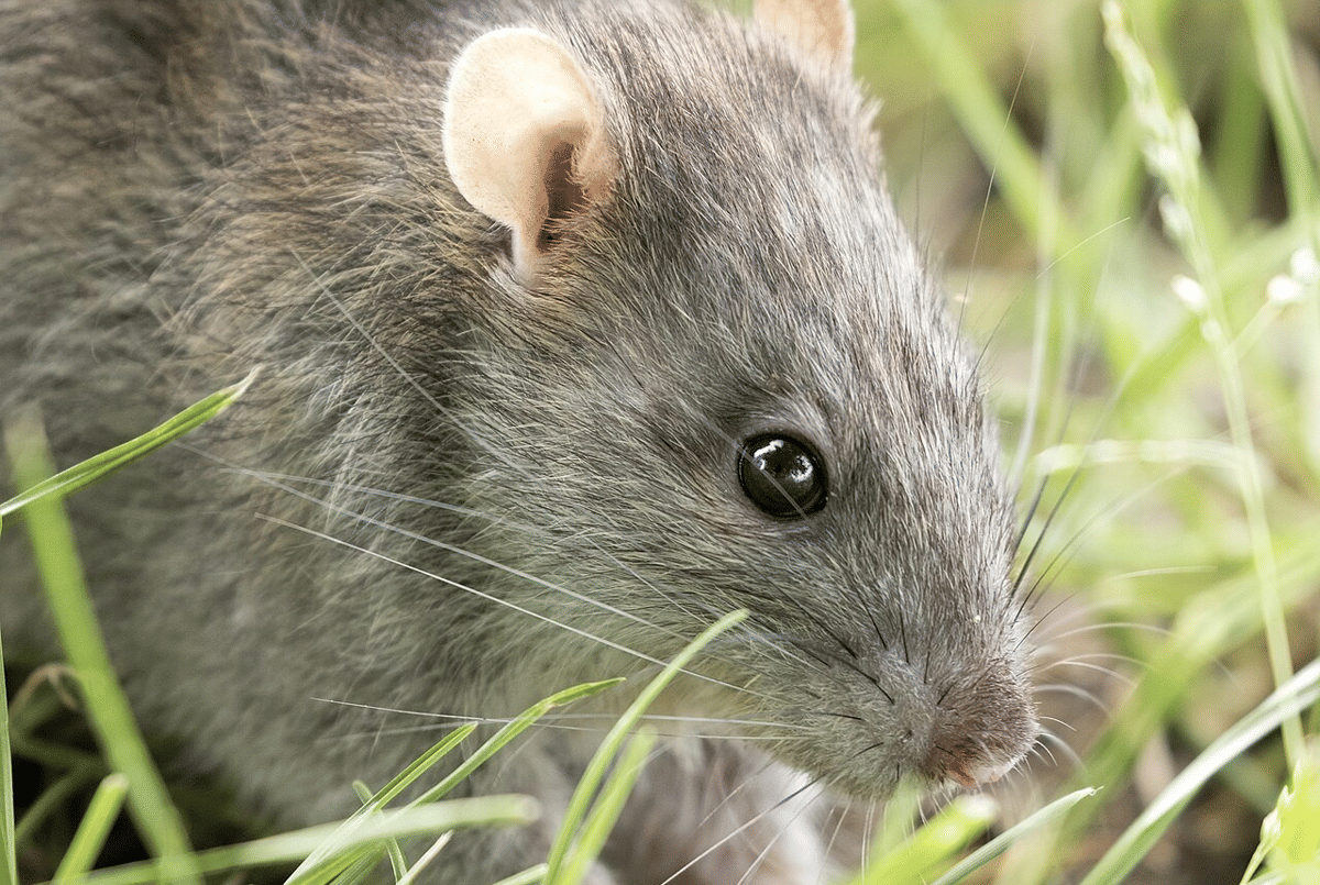 5 Tikus yang Bisa Menyebarkan Hantavirus, Ada di Indonesia!