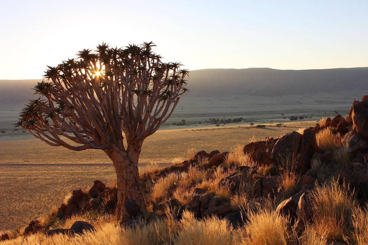 5 Fakta Menarik Pohon Quiver Tree, Sukulen Purba dari Gurun Afrika