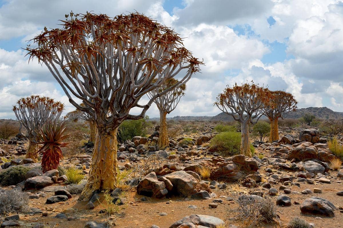 Quiver tree