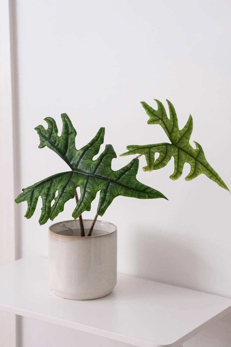 ilustrasi alocasia jacklyn