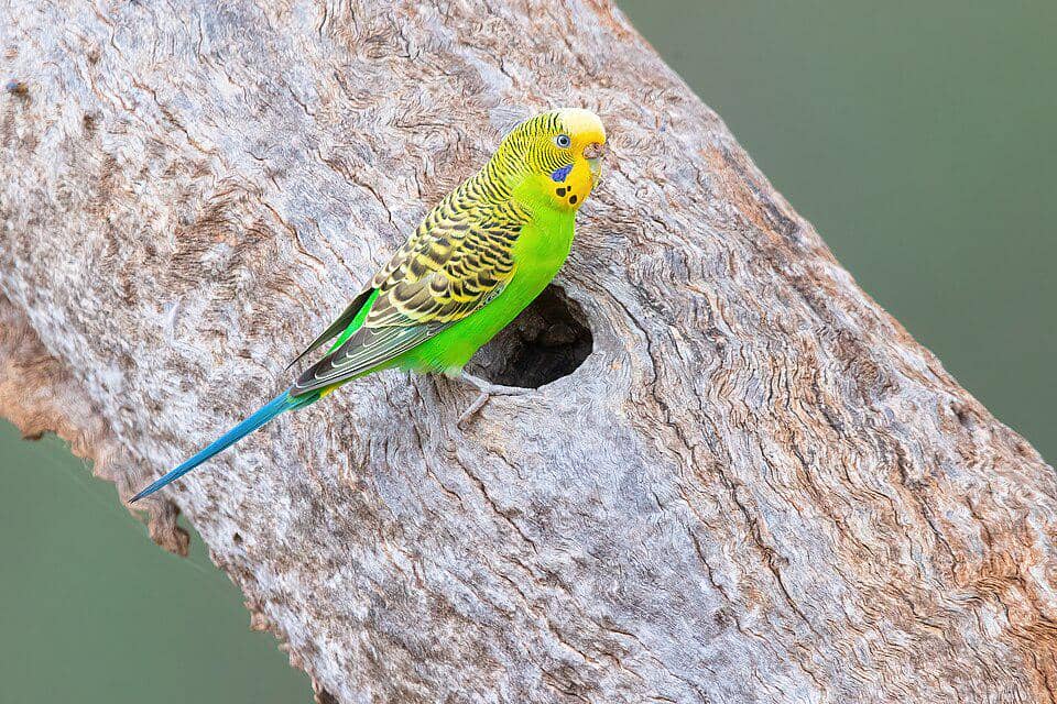 Burung Melopsittacus undulatus