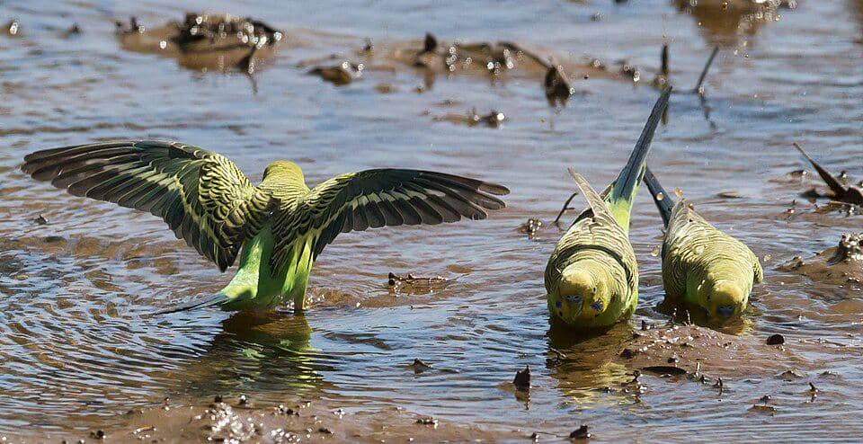 Burung Melopsittacus undulatus