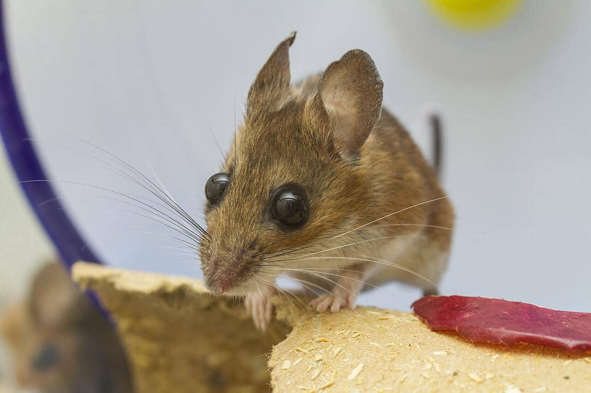 5 Fakta Unik Tikus Kaki Putih yang Bisa Menyebarkan Hantavirus